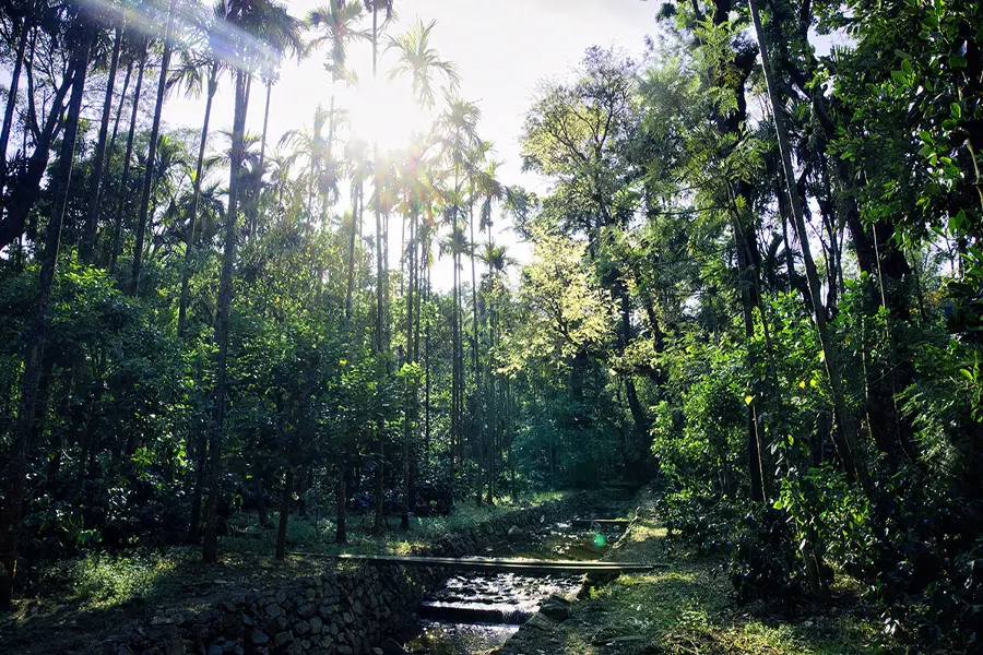 Coffee By The Stream estate in Chikkamagaluru